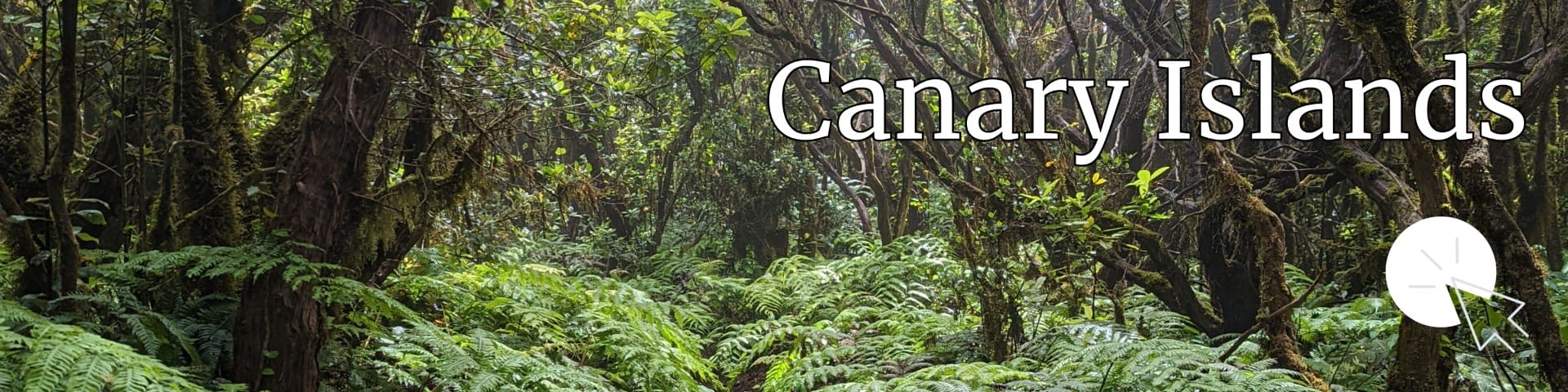 A photo of a forest in Tenerife